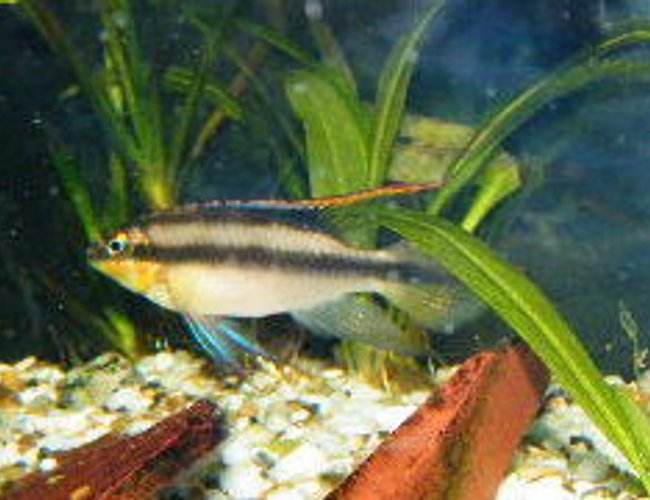 freshwater fish - pelvicachromis pulcher - albino kribensis cichlid stocking in 55 gallons tank - male kribensis freshwater fish - pelvicachromis pulcher - albino kribensis cichlid stocking in 55 gallons tank - male kribensis
