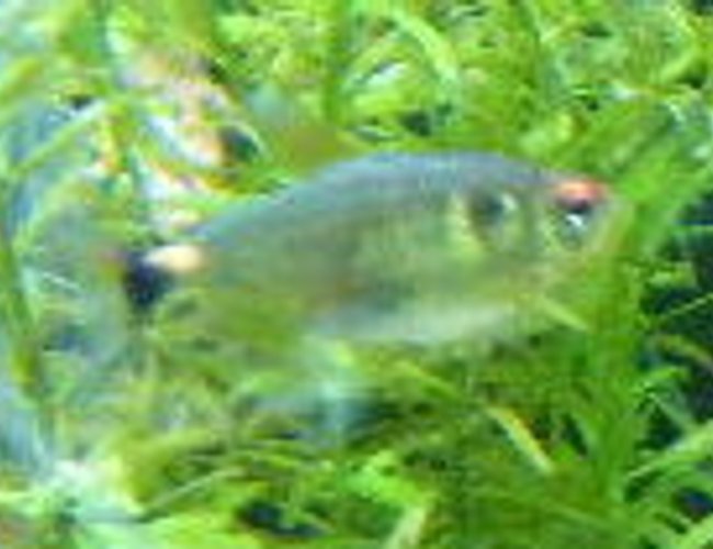 freshwater fish - hemigrammus erythrozonus - glowlight tetra stocking in 55 gallons tank - glowlight tetra freshwater fish - hemigrammus erythrozonus - glowlight tetra stocking in 55 gallons tank - glowlight tetra