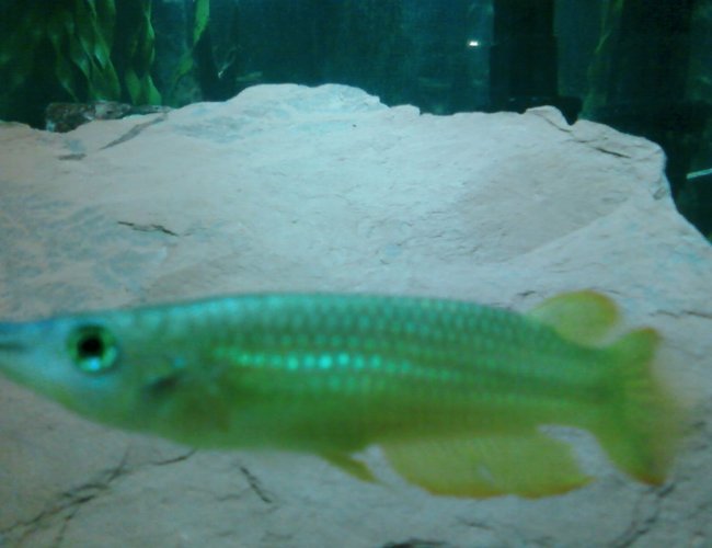 freshwater fish - aplocheilus lineatus - golden wonder killifish stocking in 55 gallons tank - Golden Wonder Killifish freshwater fish - aplocheilus lineatus - golden wonder killifish stocking in 55 gallons tank - Golden Wonder Killifish