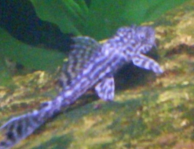 freshwater fish - peckoltia sp. - gypsy king tiger pleco (l-66) stocking in 29 gallons tank - pleco freshwater fish - peckoltia sp. - gypsy king tiger pleco (l-66) stocking in 29 gallons tank - pleco