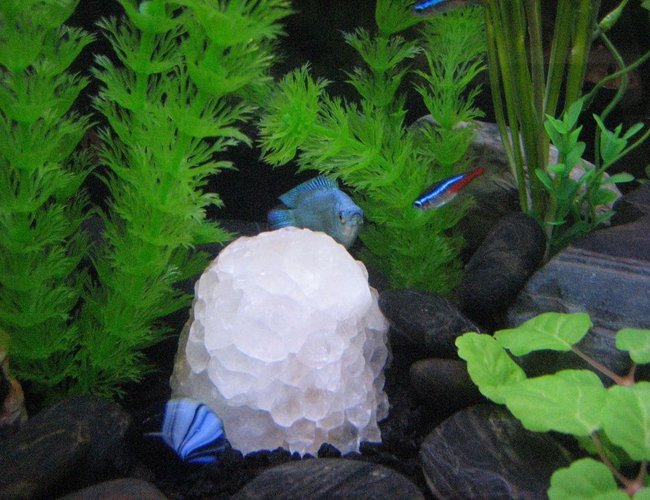 freshwater fish - paracheirodon innesi - neon tetra jumbo stocking in 20 gallons tank - Powder Puff Gourami finds refuge behind cluster of quartz crystal. freshwater fish - paracheirodon innesi - neon tetra jumbo stocking in 20 gallons tank - Powder Puff Gourami finds refuge behind cluster of quartz crystal.