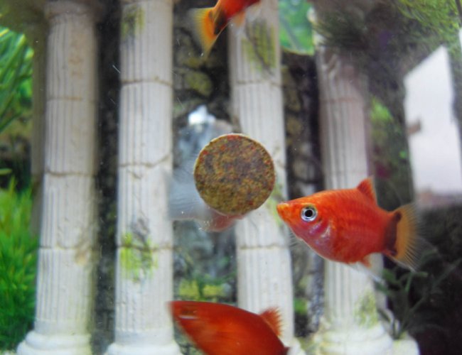 freshwater fish - xiphophorus maculatus - red wag platy - Platy eating tablet freshwater fish - xiphophorus maculatus - red wag platy - Platy eating tablet