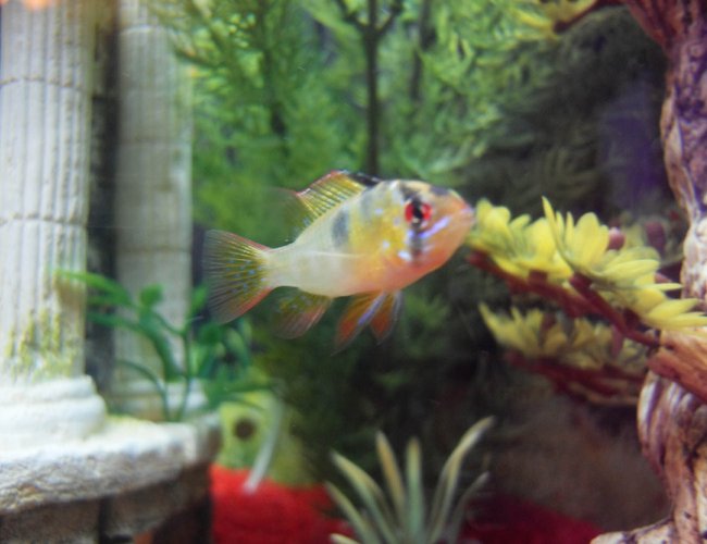 freshwater fish - papiliochromis ramirezi - german blue ram - Our new baby Ram Cichlid freshwater fish - papiliochromis ramirezi - german blue ram - Our new baby Ram Cichlid