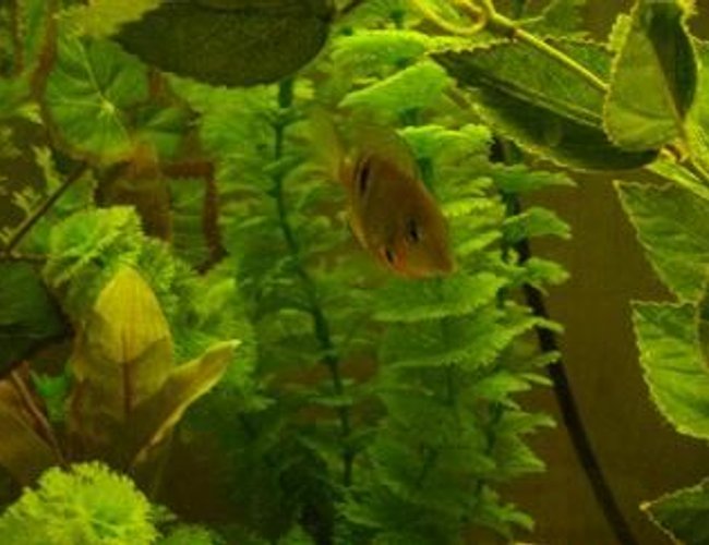 freshwater fish - thorichthys meeki - firemouth cichlid stocking in 55 gallons tank - 2" firemouth freshwater fish - thorichthys meeki - firemouth cichlid stocking in 55 gallons tank - 2" firemouth