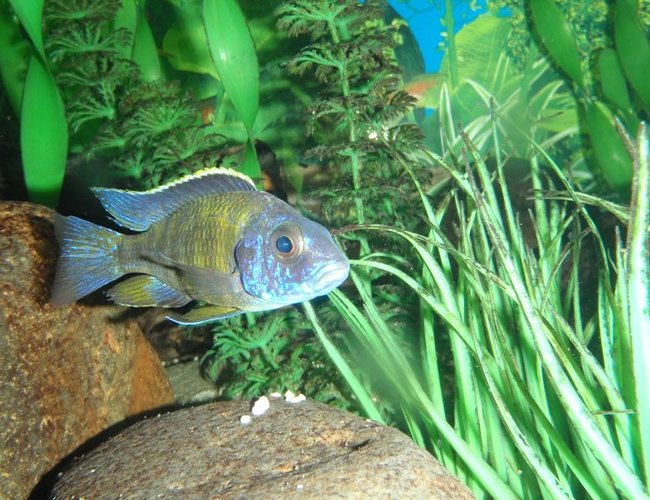 freshwater fish - aulonocara stuartgranti - gallireya reef stocking in 90 gallons tank - African Cichlid - Unknown type freshwater fish - aulonocara stuartgranti - gallireya reef stocking in 90 gallons tank - African Cichlid - Unknown type