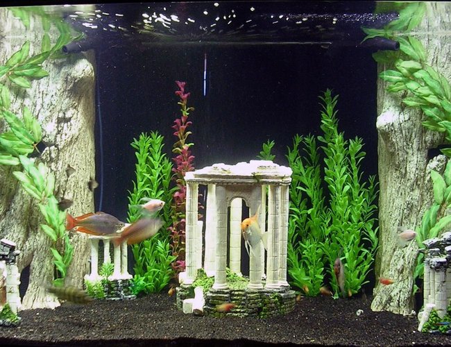 freshwater fish - melanotaenia boesemani - boesemani rainbow stocking in 180 gallons tank - Atlantis freshwater fish - melanotaenia boesemani - boesemani rainbow stocking in 180 gallons tank - Atlantis