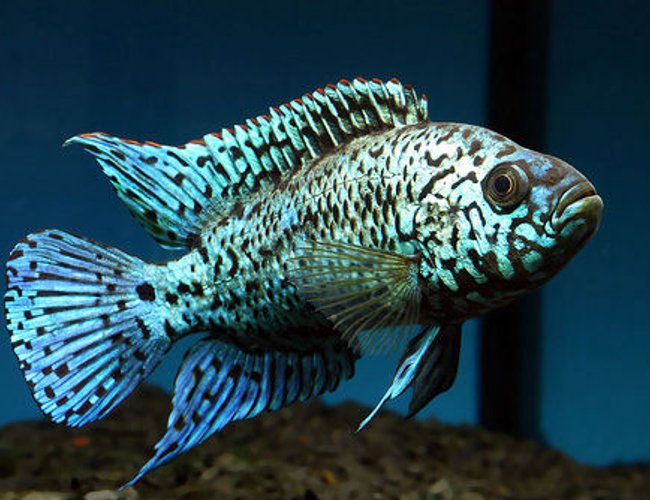 freshwater fish - nandopsis octofasciatum - electric blue jack dempsey stocking in 55 gallons tank - jack dempsey freshwater fish - nandopsis octofasciatum - electric blue jack dempsey stocking in 55 gallons tank - jack dempsey