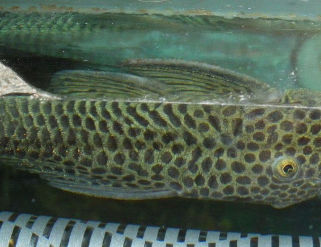 freshwater fish - chaetostoma milesi - rubbernose pleco (l187) stocking in 55 gallons tank - Rubber Nosed Pleco - Rover freshwater fish - chaetostoma milesi - rubbernose pleco (l187) stocking in 55 gallons tank - Rubber Nosed Pleco - Rover