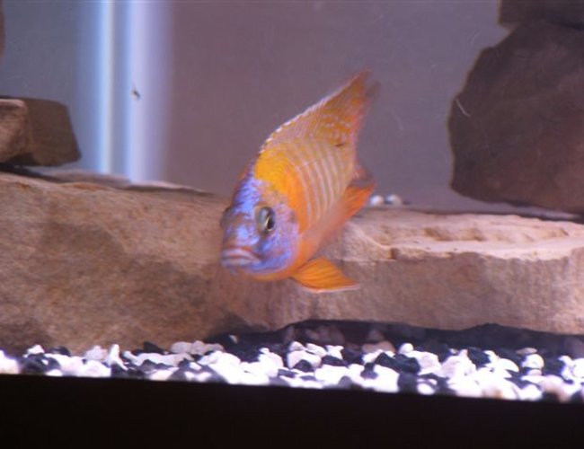 freshwater fish - aulonocara rubescens - ruby red peacock stocking in 75 gallons tank - Red Peacock Cichlid freshwater fish - aulonocara rubescens - ruby red peacock stocking in 75 gallons tank - Red Peacock Cichlid