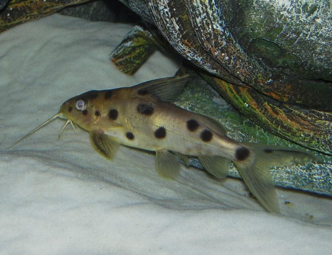 freshwater fish - synodontis petricola - pygmy leopard catfish stocking in 150 gallons tank - Synodontis freshwater fish - synodontis petricola - pygmy leopard catfish stocking in 150 gallons tank - Synodontis