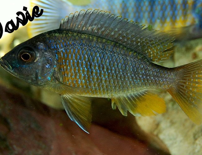 freshwater fish - copadichromis borleyi - yellowfin borleyi cichlid stocking in 70 gallons tank - borleyi freshwater fish - copadichromis borleyi - yellowfin borleyi cichlid stocking in 70 gallons tank - borleyi