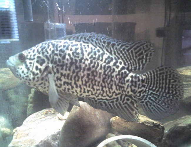 freshwater fish - parachromis managuensis - jaguar cichlid stocking in 5 gallons tank - JAGUAR CICHLID(MALE) this is the most aggresive fish I have ever had! This fish has to be kept alone! This fish is now about 15 inches long now and is about 3 years old. This fish was in a 75 gallon tank, but I had to move him back to a 69 gallon hex tank because he would swim as fast as he could into side of the 75 gallon tank trying to attack anything that came near the tank.I feared the fish would kill himself one day doing this as he has already broke the 2 front teeth he used to have.He will also pick up anything (rocks decorations etc..) and ram the tank with them so hard you will think the glass is going to break!(Pea size gravel is best with this fish)He will also attack the tube on the filter and push it sideways to the point that he almost knocks the filter off the back of the tank.As for water changes and cleaning of the tank this is a good 1...Majority of people will not agree with my upkeep of this fishes tank.I dont do hardly nothing!(magnetic scraper for algea and filter changes) This fish moves gravel ALL the time sturring the tank up! So the filter does all the work plus some help from the fish.THIS FISH WILL JUMP OUT OF THE TANK TO ATTACK YOU! So trying to put your hands in the tank with this fish is questionable or putting your face around an uncovered tank.I feed this fish pellet food and occasionally i will feed live shiners from the bait store,but Ive found live food creates high nitrates so filter changes are more often with live food.
Overall this is an exciting fish to have it is the most interactive fish I have ever seen and is always getting my attention freshwater fish - parachromis managuensis - jaguar cichlid stocking in 5 gallons tank - JAGUAR CICHLID(MALE) this is the most aggresive fish I have ever had! This fish has to be kept alone! This fish is now about 15 inches long now and is about 3 years old. This fish was in a 75 gallon tank, but I had to move him back to a 69 gallon hex tank because he would swim as fast as he could into side of the 75 gallon tank trying to attack anything that came near the tank.I feared the fish would kill himself one day doing this as he has already broke the 2 front teeth he used to have.He will also pick up anything (rocks decorations etc..) and ram the tank with them so hard you will think the glass is going to break!(Pea size gravel is best with this fish)He will also attack the tube on the filter and push it sideways to the point that he almost knocks the filter off the back of the tank.As for water changes and cleaning of the tank this is a good 1...Majority of people will not agree with my upkeep of this fishes tank.I dont do hardly nothing!(magnetic scraper for algea and filter changes) This fish moves gravel ALL the time sturring the tank up! So the filter does all the work plus some help from the fish.THIS FISH WILL JUMP OUT OF THE TANK TO ATTACK YOU! So trying to put your hands in the tank with this fish is questionable or putting your face around an uncovered tank.I feed this fish pellet food and occasionally i will feed live shiners from the bait store,but Ive found live food creates high nitrates so filter changes are more often with live food.
Overall this is an exciting fish to have it is the most interactive fish I have ever seen and is always getting my attention