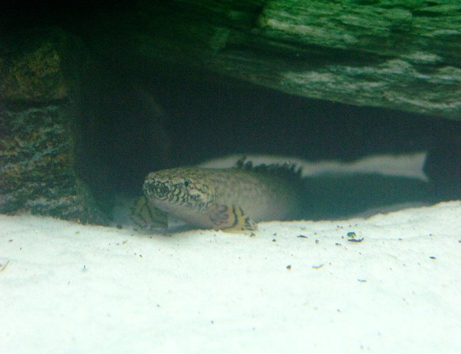 freshwater fish - polypterus ornatipinnis - ornate bichir stocking in 75 gallons tank - Orante Polypterus Bichir freshwater fish - polypterus ornatipinnis - ornate bichir stocking in 75 gallons tank - Orante Polypterus Bichir