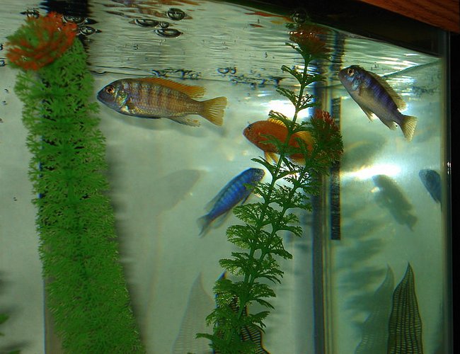 freshwater fish - labeotropheus fuelleborni - fuelleborni cichlid, marmalade stocking in 46 gallons tank - It's feeding time again. They will feed right off the top of the water. freshwater fish - labeotropheus fuelleborni - fuelleborni cichlid, marmalade stocking in 46 gallons tank - It's feeding time again. They will feed right off the top of the water.