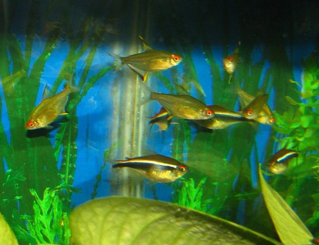 freshwater fish - hyphessobrycon herbertaxelrodi - black neon tetra stocking in 55 gallons tank - lemon and black neon tetras freshwater fish - hyphessobrycon herbertaxelrodi - black neon tetra stocking in 55 gallons tank - lemon and black neon tetras
