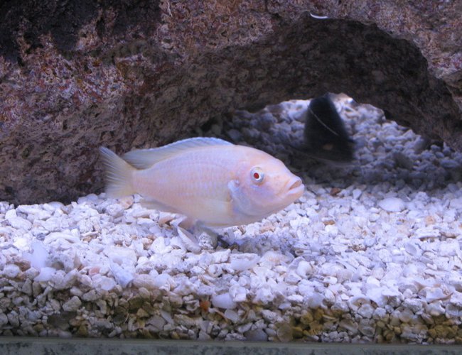 freshwater fish - pseudotropheus socolofi (albino) - albino socolofi stocking in 55 gallons tank - My albino! freshwater fish - pseudotropheus socolofi (albino) - albino socolofi stocking in 55 gallons tank - My albino!