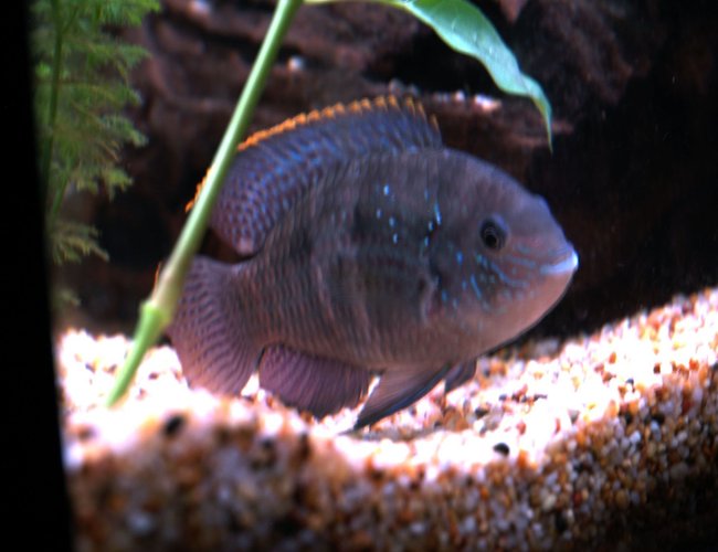 freshwater fish - aequidens pulcher - blue acara stocking in 55 gallons tank - blue acura freshwater fish - aequidens pulcher - blue acara stocking in 55 gallons tank - blue acura