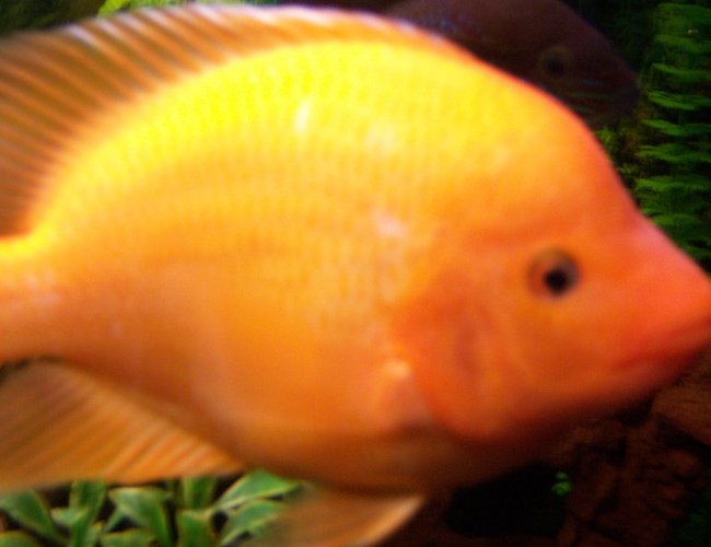 freshwater fish - amphilophus citrinellus - midas cichlid stocking in 150 gallons tank - 8 inch Midas Cichlid freshwater fish - amphilophus citrinellus - midas cichlid stocking in 150 gallons tank - 8 inch Midas Cichlid