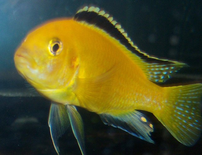 freshwater fish - labidochromis caeruleus - electric yellow cichlid stocking in 150 gallons tank - yellow-lab freshwater fish - labidochromis caeruleus - electric yellow cichlid stocking in 150 gallons tank - yellow-lab