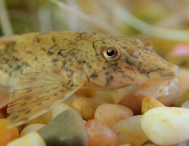 freshwater fish - rineloricaria fallax - whiptail pleco stocking in 45 gallons tank - Whiptail Pleco freshwater fish - rineloricaria fallax - whiptail pleco stocking in 45 gallons tank - Whiptail Pleco