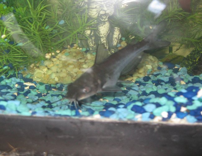 freshwater fish - ictalurus furcatus - blue catfish stocking in 45 gallons tank - Blue Channel Catfish freshwater fish - ictalurus furcatus - blue catfish stocking in 45 gallons tank - Blue Channel Catfish