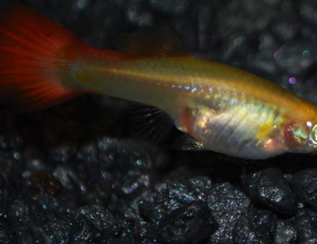 freshwater fish - poecilia reticulata - red fire guppy stocking in 29 gallons tank - Female Guppy freshwater fish - poecilia reticulata - red fire guppy stocking in 29 gallons tank - Female Guppy