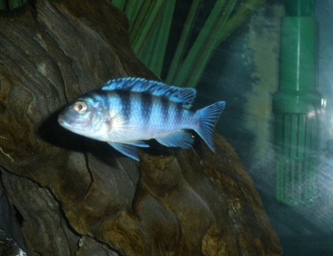 freshwater fish - metriaclima lombardoi - kenyi cichlid stocking in 120 gallons tank - Moori freshwater fish - metriaclima lombardoi - kenyi cichlid stocking in 120 gallons tank - Moori