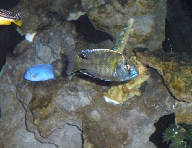 freshwater fish - nimbochromis venustus - venustus cichlid stocking in 120 gallons tank - Venustus freshwater fish - nimbochromis venustus - venustus cichlid stocking in 120 gallons tank - Venustus