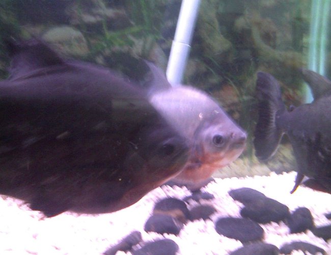 freshwater fish - pygocentrus nattereri - redbellied pirhana stocking in 75 gallons tank - my old piranhas freshwater fish - pygocentrus nattereri - redbellied pirhana stocking in 75 gallons tank - my old piranhas