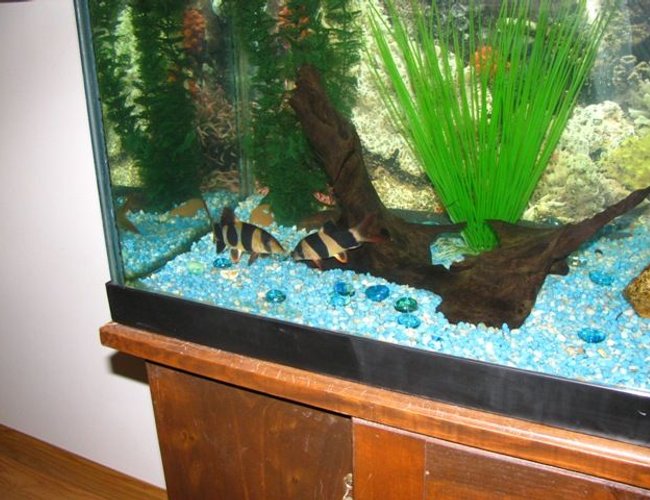 freshwater fish - botia macracantha - clown loach stocking in 55 gallons tank - clowns kissing freshwater fish - botia macracantha - clown loach stocking in 55 gallons tank - clowns kissing