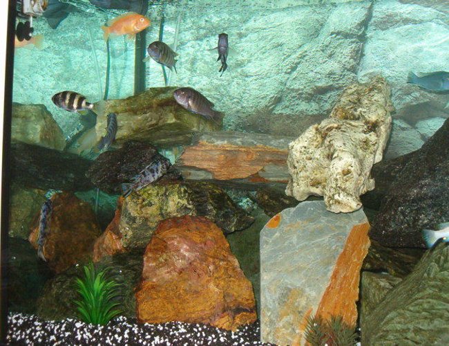 freshwater fish - neolamprologus sexfasciatus - gold sexfasciatus cichlid stocking in 53 gallons tank - My Mbuna Cichlids!!! freshwater fish - neolamprologus sexfasciatus - gold sexfasciatus cichlid stocking in 53 gallons tank - My Mbuna Cichlids!!!