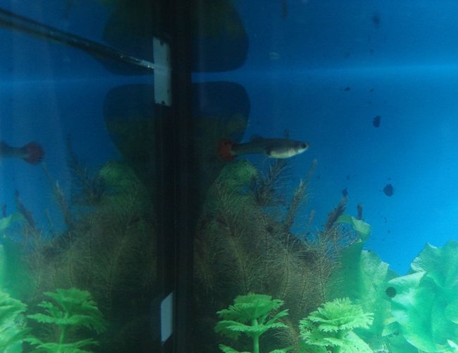 freshwater fish - poecilia reticulata - red fire guppy stocking in 10 gallons tank - Guppy #1 freshwater fish - poecilia reticulata - red fire guppy stocking in 10 gallons tank - Guppy #1