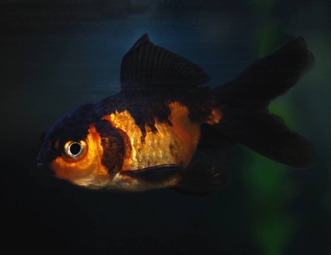 freshwater fish - carassius auratus - black oranda goldfish stocking in 29 gallons tank - Finny my Oranda freshwater fish - carassius auratus - black oranda goldfish stocking in 29 gallons tank - Finny my Oranda