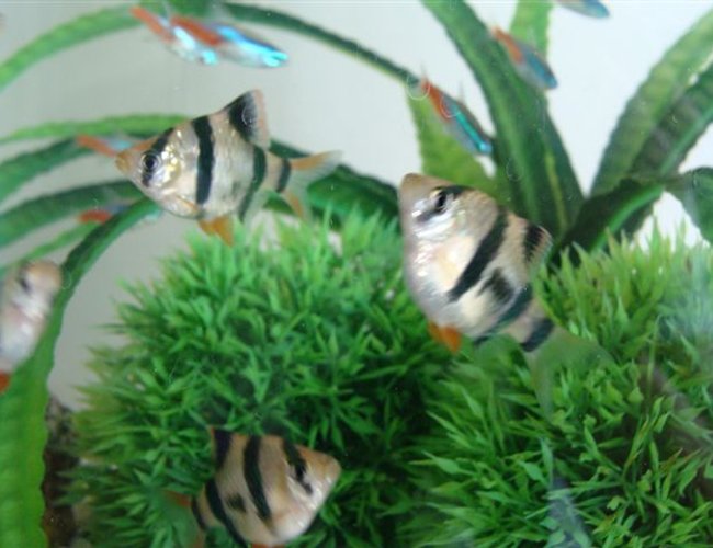 freshwater fish - puntius tetrazona - tiger barb stocking in 10 gallons tank - these are my Tiger Barbs and my neons are in the background freshwater fish - puntius tetrazona - tiger barb stocking in 10 gallons tank - these are my Tiger Barbs and my neons are in the background