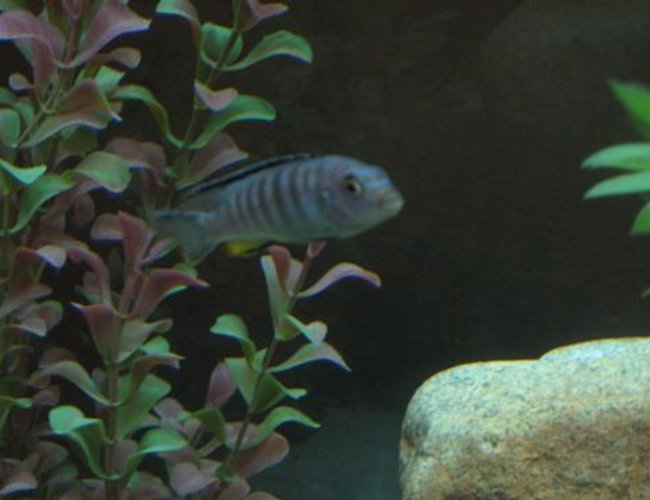 freshwater fish - pseudotropheus elongatus - chewere stocking in 60 gallons tank - My Chewere Elongatus freshwater fish - pseudotropheus elongatus - chewere stocking in 60 gallons tank - My Chewere Elongatus