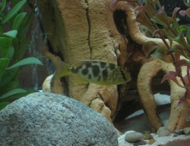 freshwater fish - nimbochromis venustus - venustus cichlid stocking in 60 gallons tank - My Haplocromis Venustus freshwater fish - nimbochromis venustus - venustus cichlid stocking in 60 gallons tank - My Haplocromis Venustus