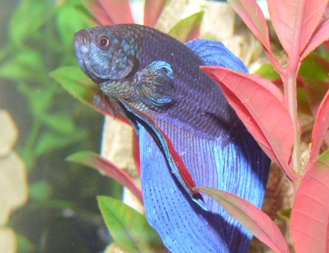 freshwater fish - betta splendens - betta - male stocking in 33 gallons tank - Siamese Fighter fish freshwater fish - betta splendens - betta - male stocking in 33 gallons tank - Siamese Fighter fish