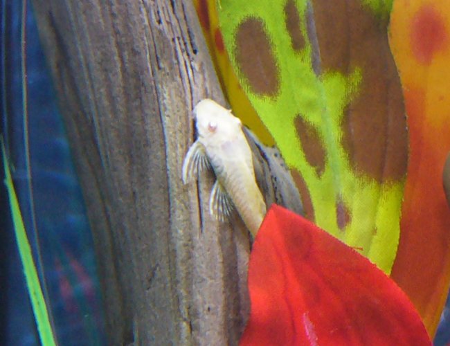 freshwater fish - ancistrus sp. - bushy nose pleco l-144 stocking in 80 gallons tank - This girl never stops cleaning! Keeps my tank nice and neat! freshwater fish - ancistrus sp. - bushy nose pleco l-144 stocking in 80 gallons tank - This girl never stops cleaning! Keeps my tank nice and neat!