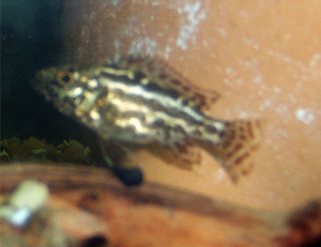 freshwater fish - nimbochromis, polystigma - cheetah cichlid stocking in 75 gallons tank - Cheetah Cichlid. 2 Inches Long. freshwater fish - nimbochromis, polystigma - cheetah cichlid stocking in 75 gallons tank - Cheetah Cichlid. 2 Inches Long.