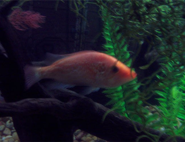 freshwater fish - petenia splendida - red snook stocking in 75 gallons tank - Red Snook freshwater fish - petenia splendida - red snook stocking in 75 gallons tank - Red Snook