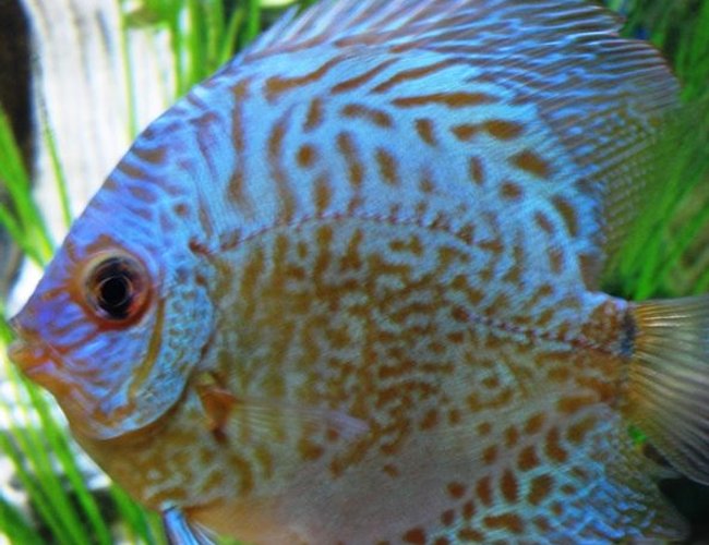 freshwater fish - symphysodon aequifasciata - green discus stocking in 150 gallons tank - Green Discus freshwater fish - symphysodon aequifasciata - green discus stocking in 150 gallons tank - Green Discus