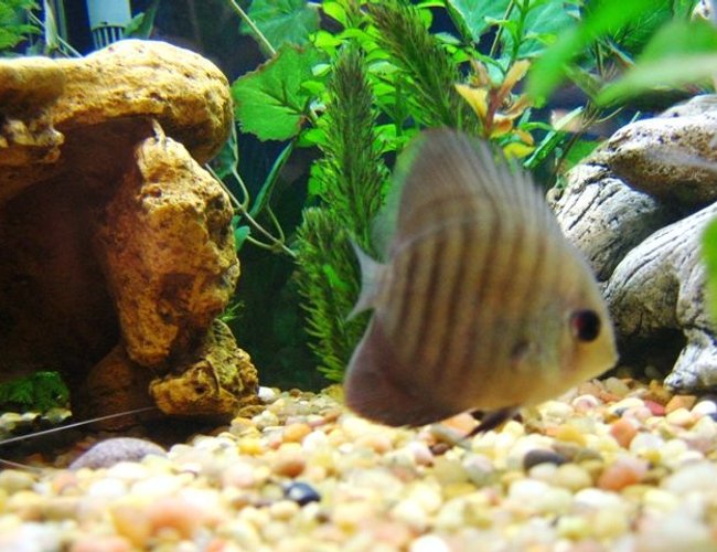 freshwater fish - symphysodon aequifaciatus axelrodi - brown discus stocking in 150 gallons tank - Brown Discus freshwater fish - symphysodon aequifaciatus axelrodi - brown discus stocking in 150 gallons tank - Brown Discus