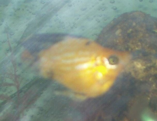 freshwater fish - poecilia latipinna - balloon molly stocking in 240 gallons tank - our balloon molly freshwater fish - poecilia latipinna - balloon molly stocking in 240 gallons tank - our balloon molly