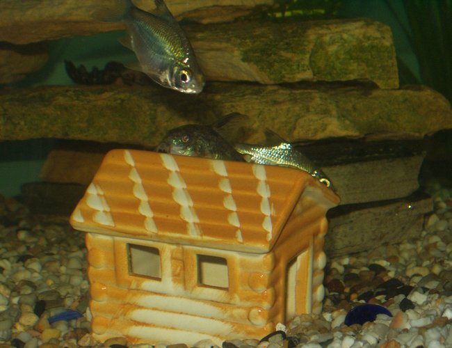 freshwater fish - barbus schwanefeldi - tinfoil red tail barb stocking in 240 gallons tank - my catfish asleep on his house with the tinfoil barb coming for a nose freshwater fish - barbus schwanefeldi - tinfoil red tail barb stocking in 240 gallons tank - my catfish asleep on his house with the tinfoil barb coming for a nose