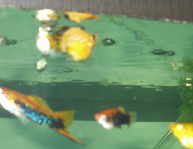 freshwater fish - poecilia latipinna - balloon molly stocking in 240 gallons tank - our swordtail and balloon molly. freshwater fish - poecilia latipinna - balloon molly stocking in 240 gallons tank - our swordtail and balloon molly.