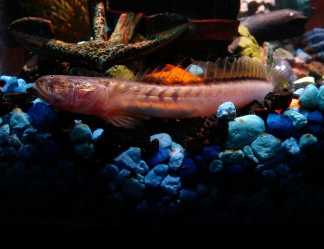 freshwater fish - gobioides broussonnetii - prehistoric dragon goby stocking in 3 gallons tank - Need help figuring out what species this guy is freshwater fish - gobioides broussonnetii - prehistoric dragon goby stocking in 3 gallons tank - Need help figuring out what species this guy is