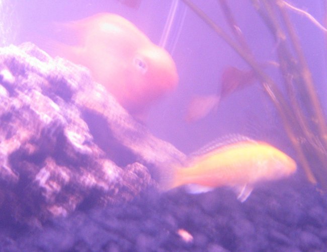 freshwater fish - heros severus x amphilophus citrinellum - blood parrot stocking in 15 gallons tank - Blood Parrot and African Cichlid freshwater fish - heros severus x amphilophus citrinellum - blood parrot stocking in 15 gallons tank - Blood Parrot and African Cichlid