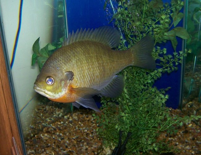 freshwater fish - lepomis macrochirus - bluegill sunfish stocking in 40 gallons tank - 10" Bluegill Sunfish from Minnesota. freshwater fish - lepomis macrochirus - bluegill sunfish stocking in 40 gallons tank - 10" Bluegill Sunfish from Minnesota.