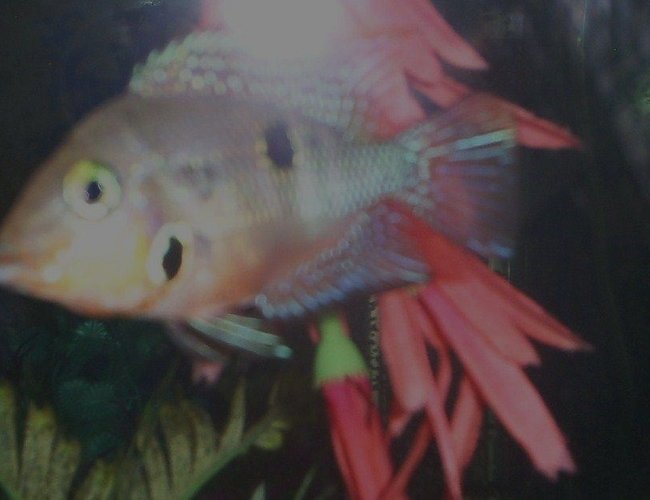freshwater fish - thorichthys meeki - firemouth cichlid stocking in 100 gallons tank - firemouth freshwater fish - thorichthys meeki - firemouth cichlid stocking in 100 gallons tank - firemouth