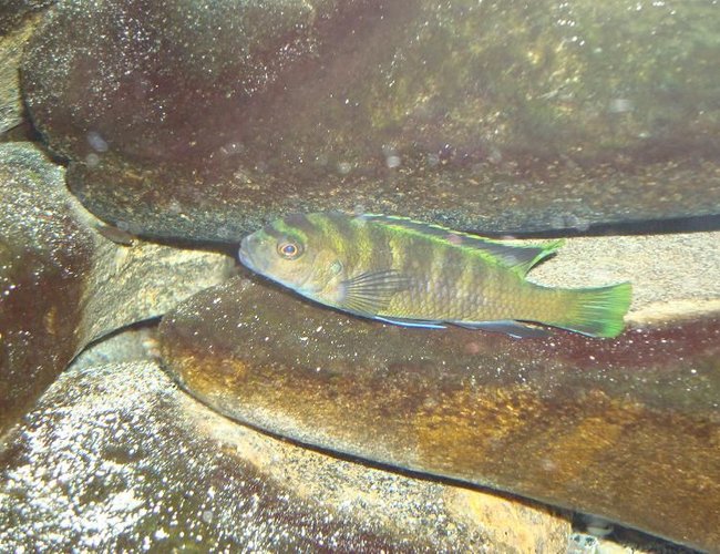 freshwater fish - pseudotropheus flavus stocking in 90 gallons tank - Pseudotropheus Flavus and one of his fry freshwater fish - pseudotropheus flavus stocking in 90 gallons tank - Pseudotropheus Flavus and one of his fry